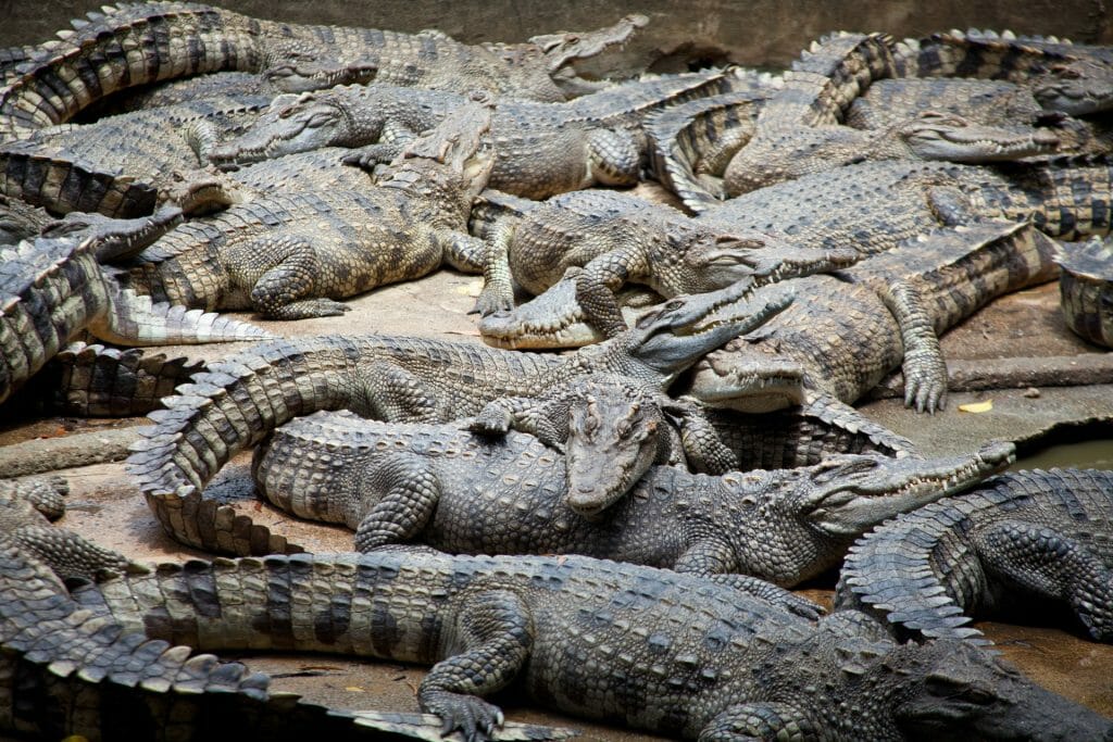 To Dream of Multiple Crocodile