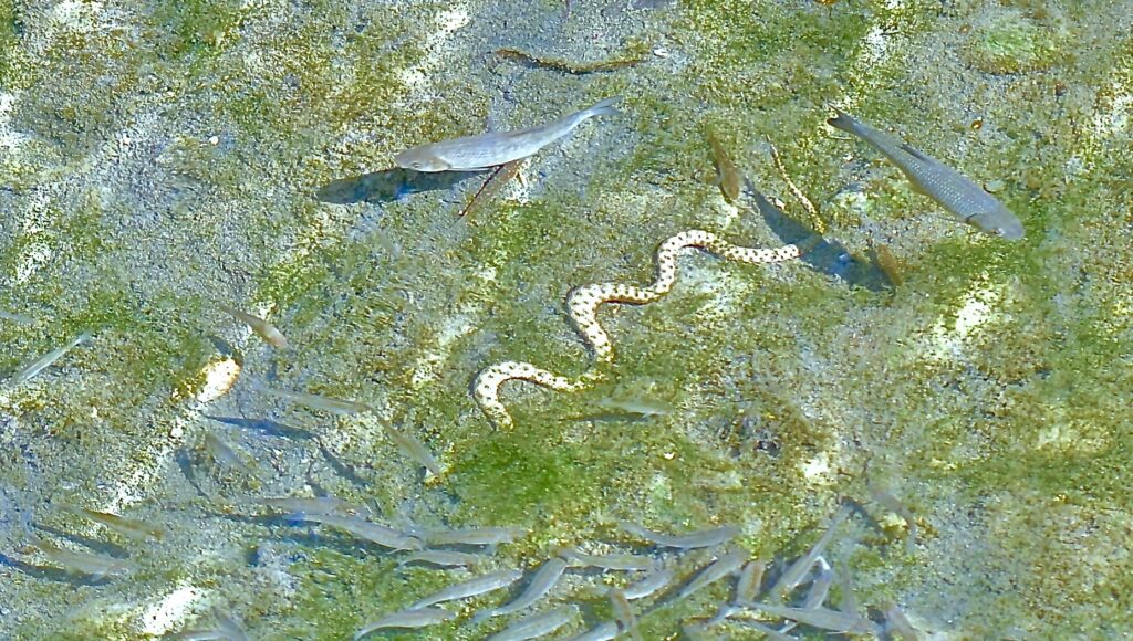 Dream Interpretation of Fish in Shallow Water