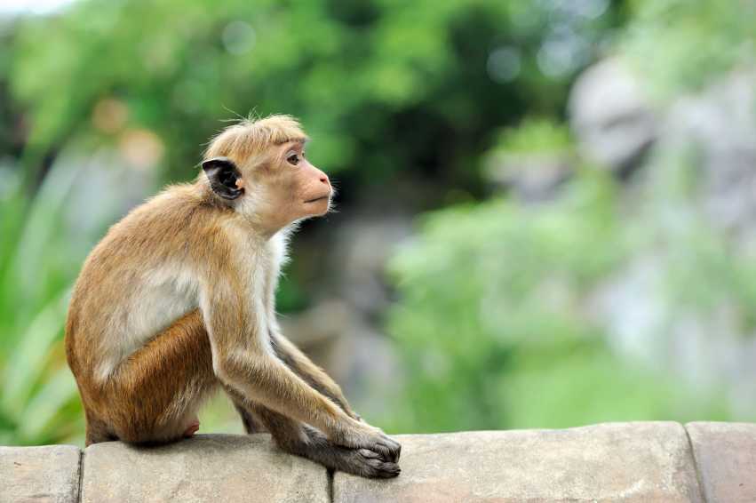 Monkey Dream Meaning