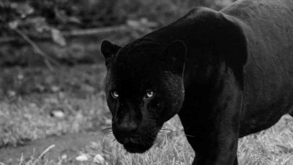 Black Panther Dream Meaning