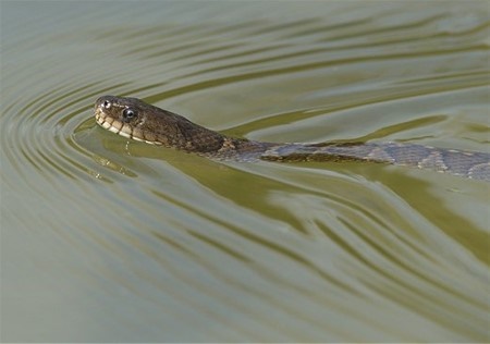 Snakes In Water Dream Meaning