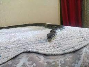 Snakes in Bed Dream Meaning