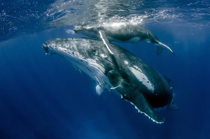 Whales Dream Meaning