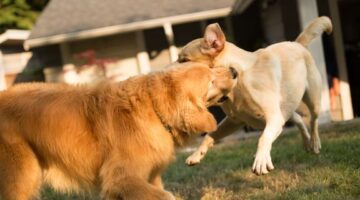 Dream About Dog Attacking Another Dog Meaning