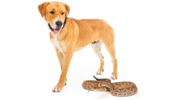 Dream About Dog And Snake Meaning