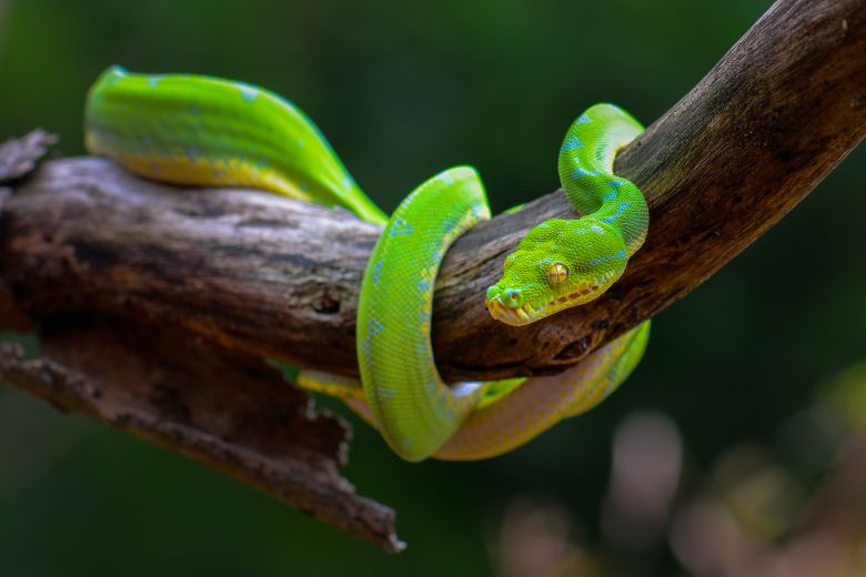 Green Snake Dream Meaning