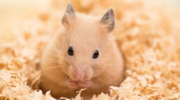 Hamster Dream Meaning