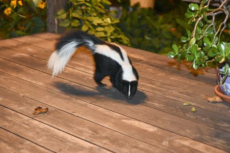 Skunk In House Dream Meaning